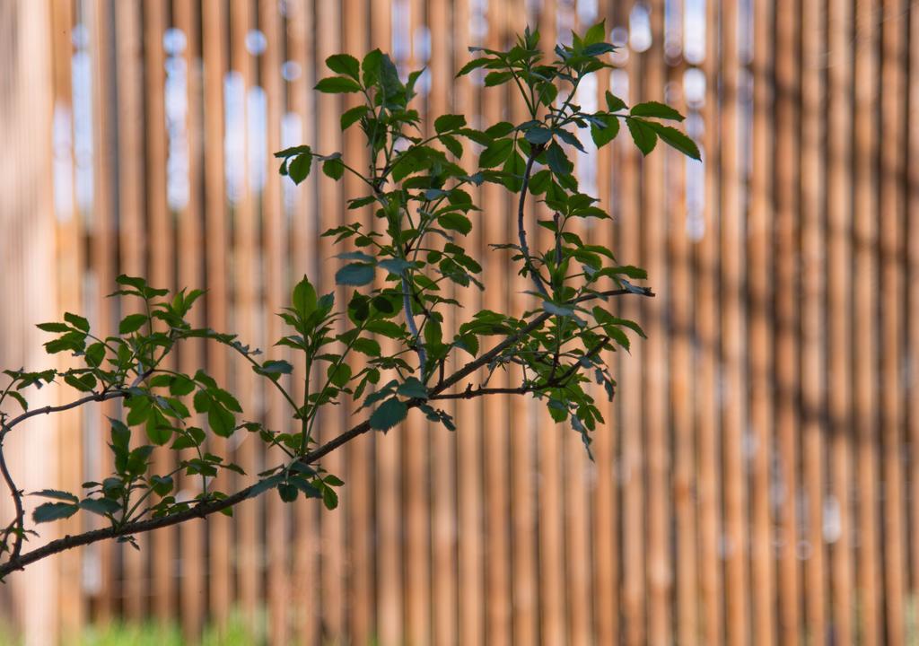 Baumhaus Lodge Schrems Schrems  Екстер'єр фото